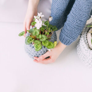 Mini Astrophytum